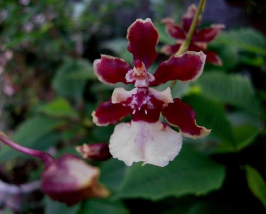 文心蘭澆水方法