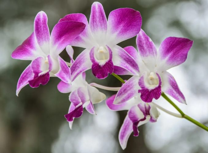 蘭花介質 蘭花介質