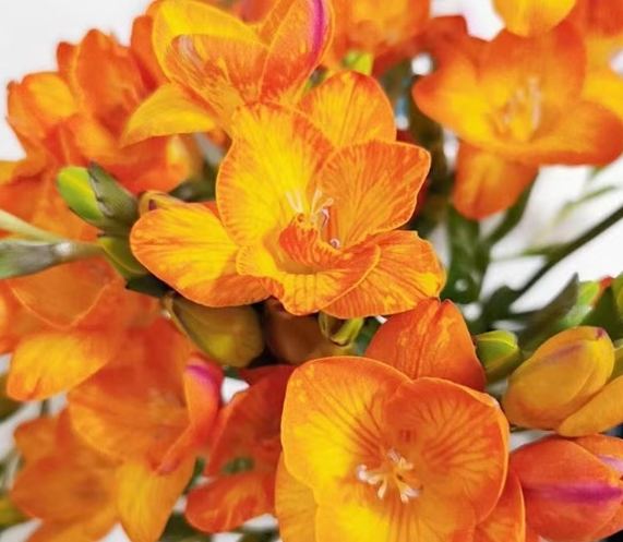 小蒼蘭開花時間 小蒼蘭開花時間