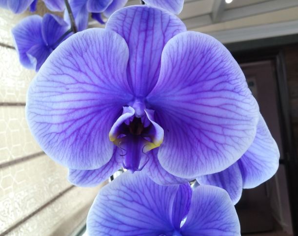 蝴蝶蘭開花技巧