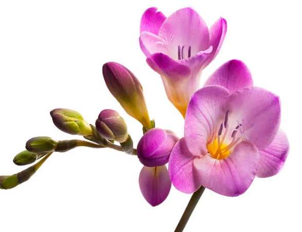 小蒼蘭送禮寓意 小蒼蘭送禮寓意