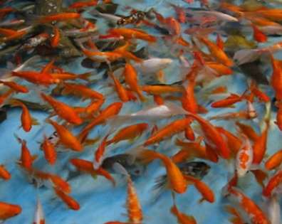 小魚夢境解析 小魚夢境解析