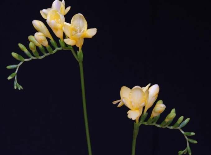 白色小蒼蘭象徵 白色小蒼蘭象徵