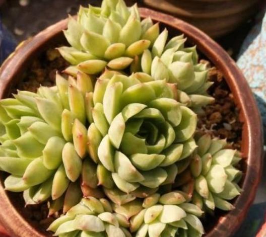 多肉植物冬季養護