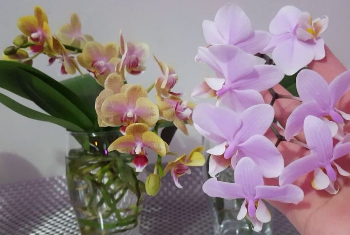 水耕蝴蝶蘭技巧