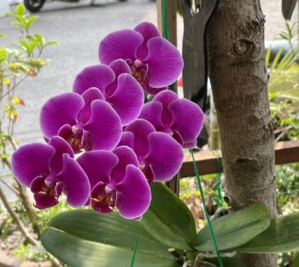 台灣蘭花栽培方法