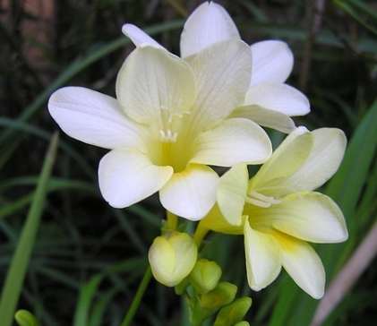 小蒼蘭花語意義