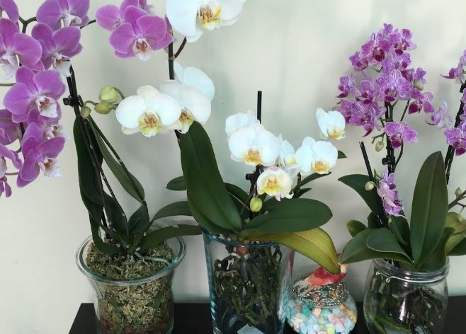 水耕蝴蝶蘭技巧