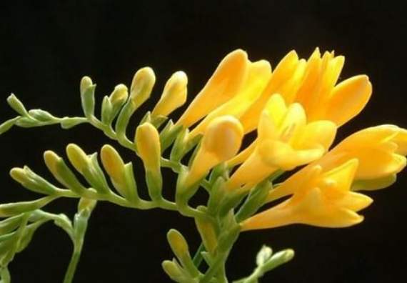 小蒼蘭送禮寓意 小蒼蘭送禮寓意