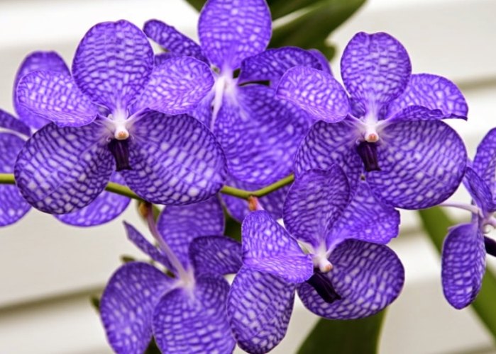 蘭花養護技巧 蘭花養護技巧