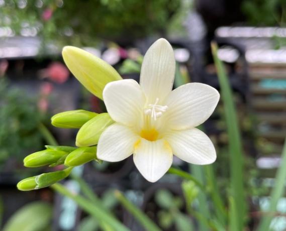 小蒼蘭養護技巧 小蒼蘭養護技巧