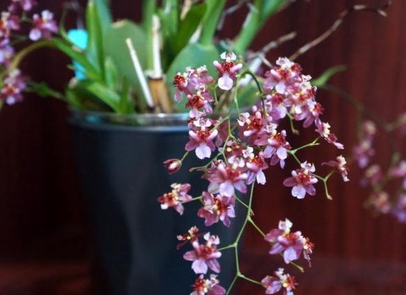 文心蘭澆水方法