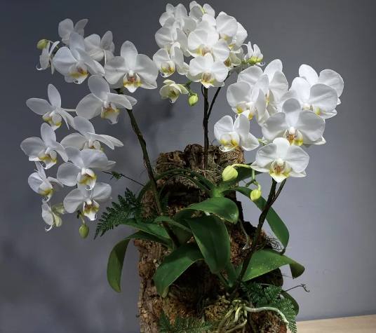 養蘭花三少一多 養蘭花三少一多