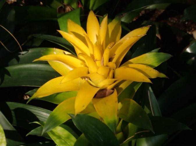 鳳梨花分株技巧