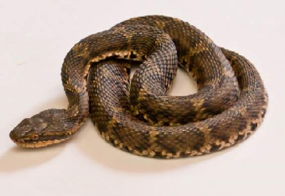 夢見蛇在路上含義 夢見蛇在路上含義