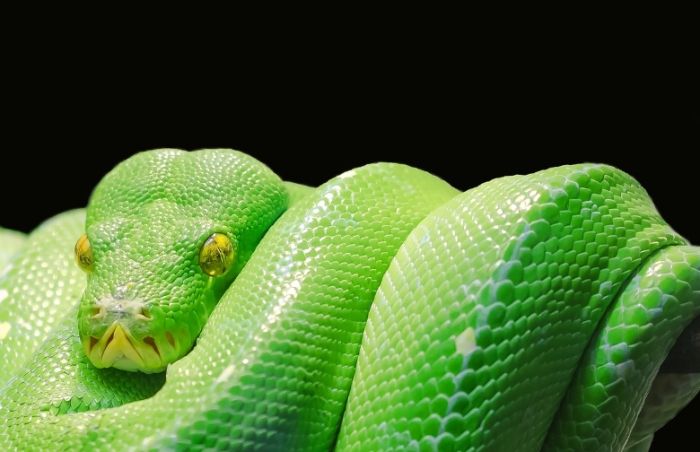 夢見多頭蛇含義