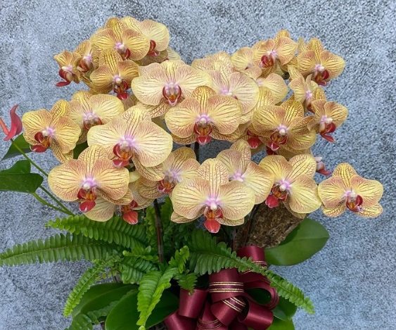 購買蘭花注意事項