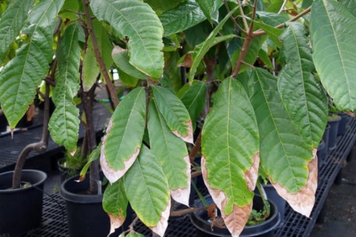 多肉葉子變黃原因 多肉葉子變黃原因