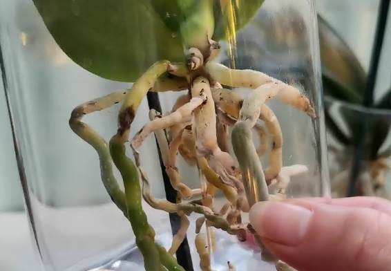 蘭花水耕栽培 蘭花水耕栽培