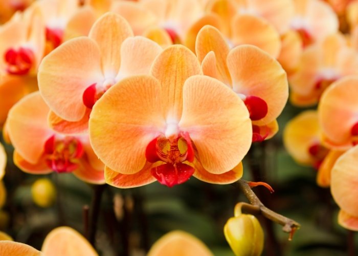 蘭花房間擺放 蘭花房間擺放