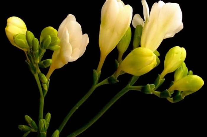 紫色花語意義 紫色花語意義