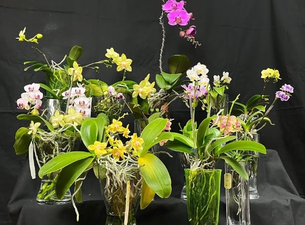 水培蘭花方法 水培蘭花方法