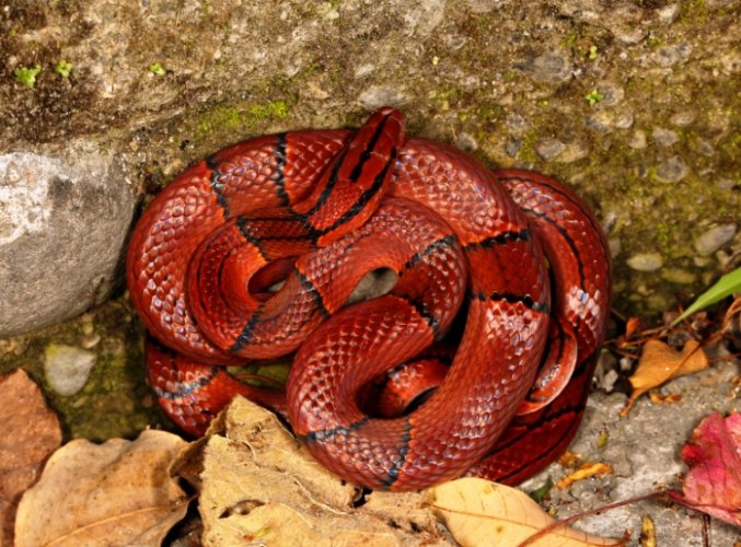 夢見紅色的蛇 意義 夢見紅色的蛇 意義