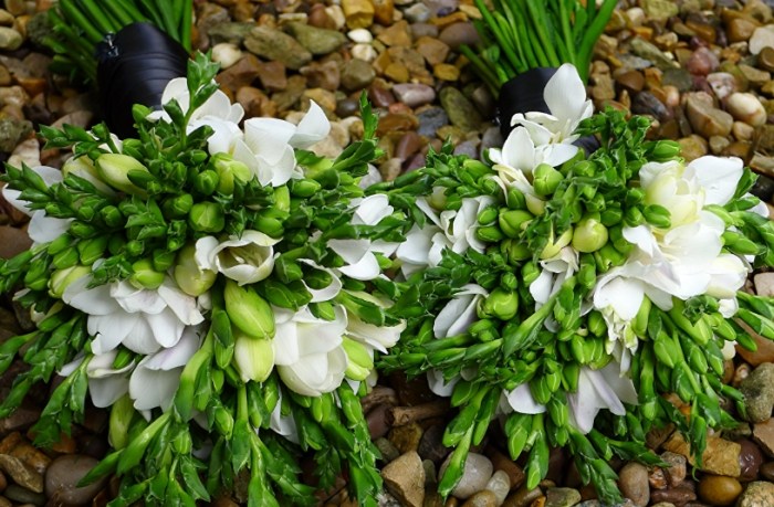 小蒼蘭開花時間 小蒼蘭開花時間