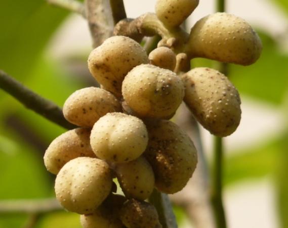 玉蘭花果實種植