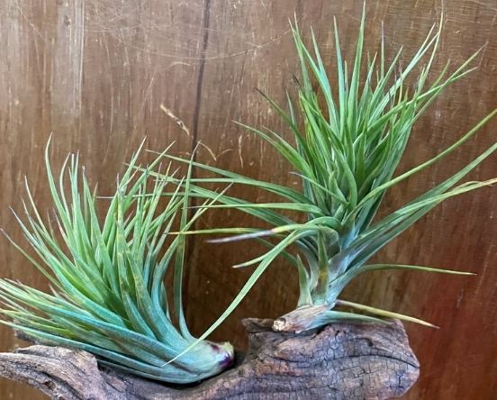 松蘿乾枯處理 松蘿乾枯處理