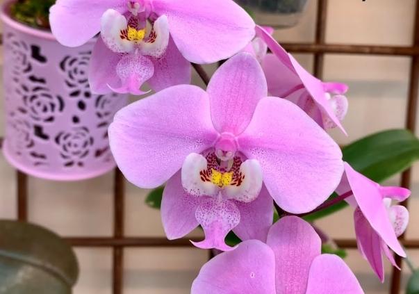 蘭花介質 蘭花介質