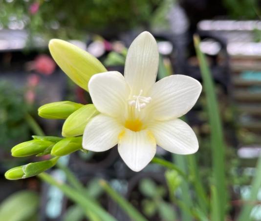 小蒼蘭白色花語 小蒼蘭白色花語