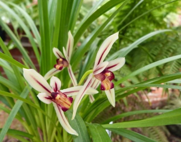 兰花烂根急救 兰花烂根急救