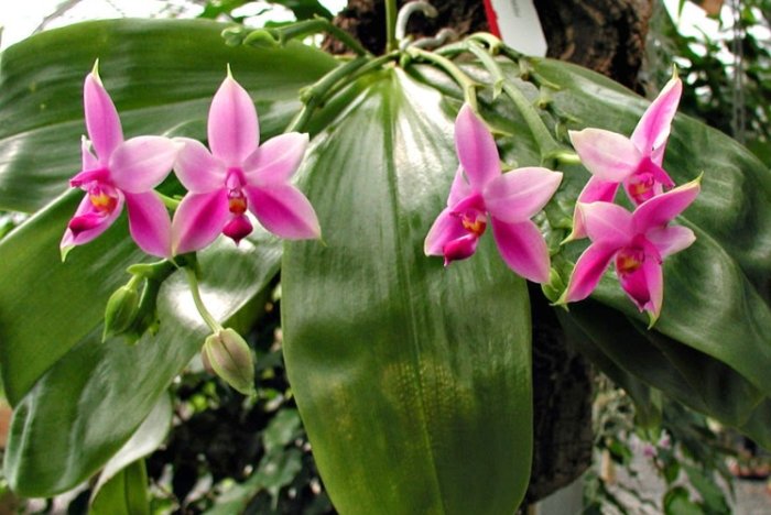 蘭花對狗有害 蘭花對狗有害