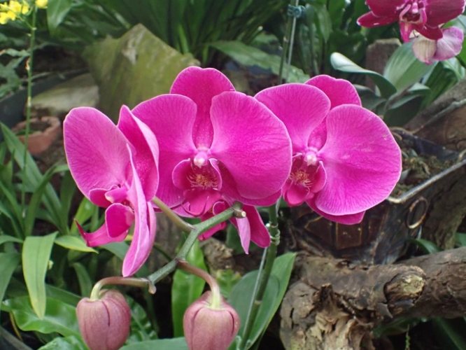 蝴蝶蘭開花技巧