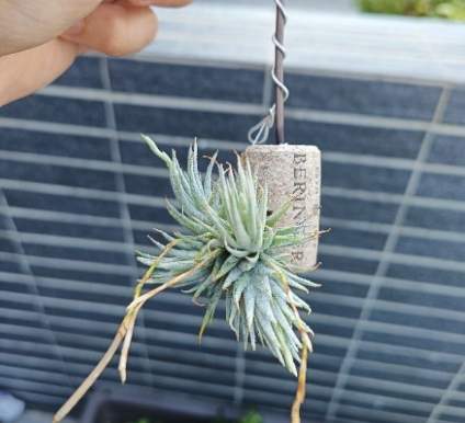 空气凤梨 松萝 空气凤梨 松萝