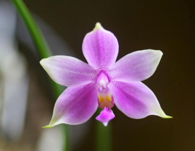 蘭花養護技巧 蘭花養護技巧
