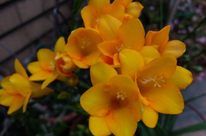 小蒼蘭種植 小蒼蘭種植