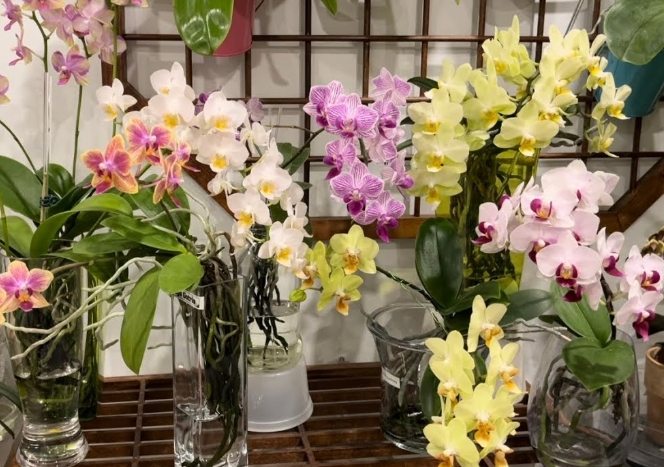 蘭花水耕栽培 蘭花水耕栽培