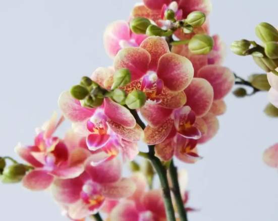 兰花浇水方法 兰花浇水方法