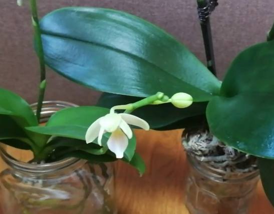 全水耕蘭花養護 全水耕蘭花養護