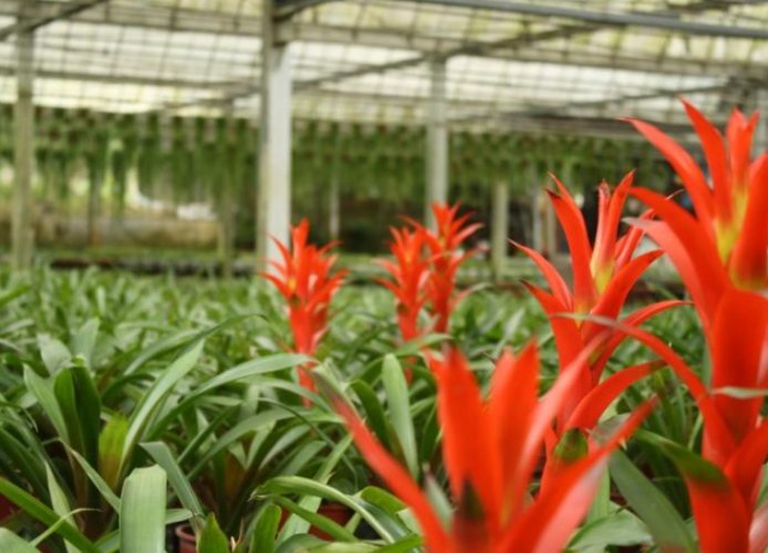 凤梨花修剪工具 凤梨花修剪工具