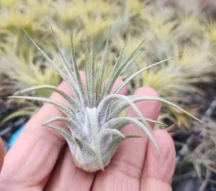 植物乾燥急救 植物乾燥急救