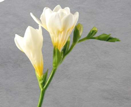 藍色小蒼蘭寓意 藍色小蒼蘭寓意