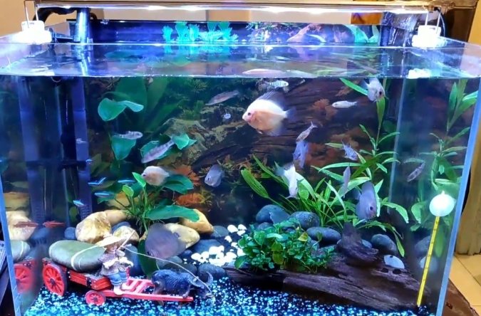 夢見魚跳出魚缸解夢