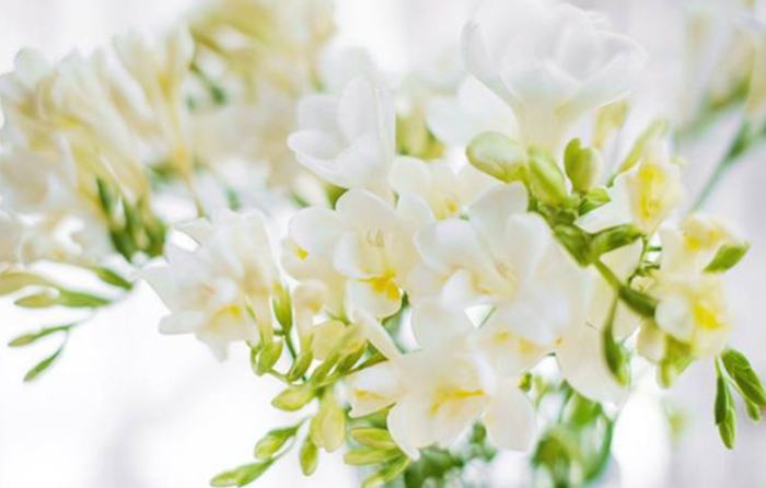 小蒼蘭花語意義