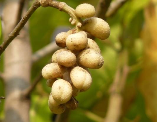 玉蘭花果實功效