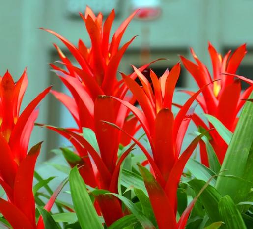 鳳梨花分株技巧