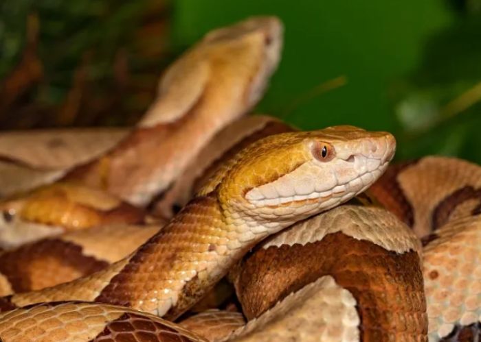 夢見多頭蛇含義