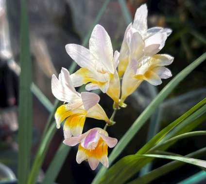 黃色小蒼蘭種植